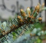 Picea pungens form glauca. Верхушка ветви с начавшими развитие молодыми побегами. Казахстан, Восточно-Казахстанская обл., г. Усть-Каменогорск, Архитектурно-ландшафтный музей-заповедник, в культуре. 05.06.2018.