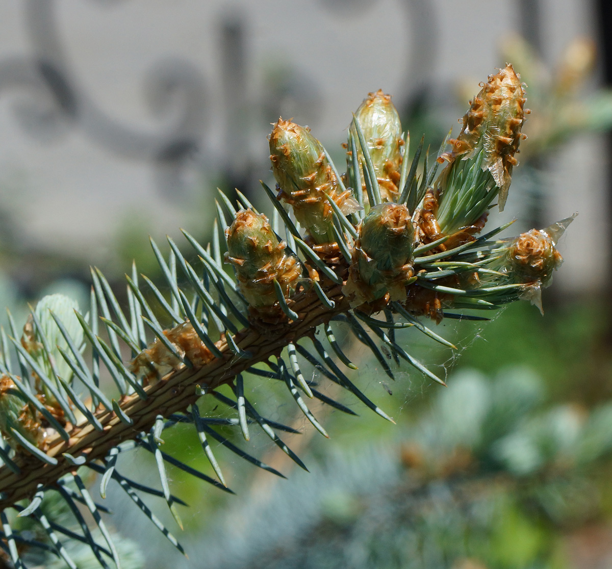 Изображение особи Picea pungens f. glauca.