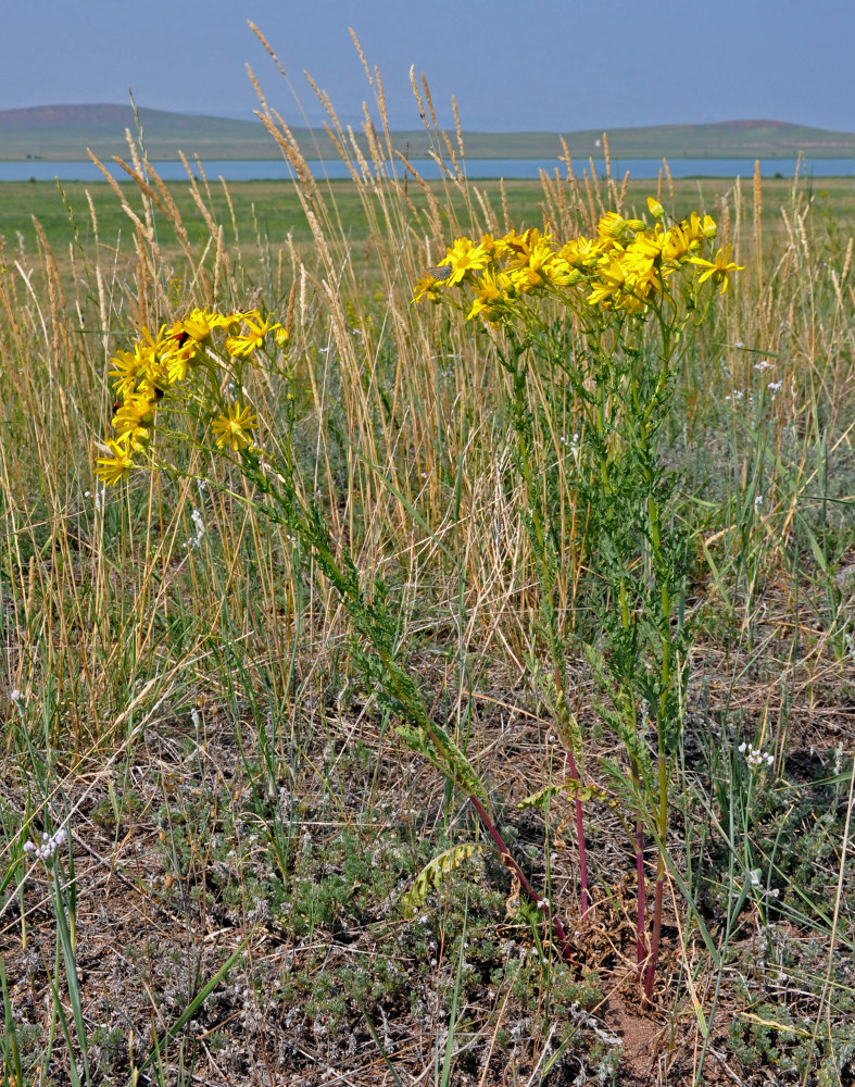 Изображение особи Senecio jacobaea.