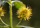 Naumburgia thyrsiflora