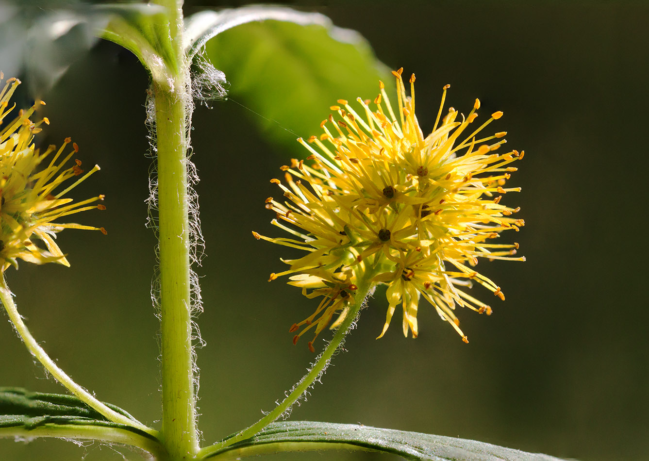 Изображение особи Naumburgia thyrsiflora.