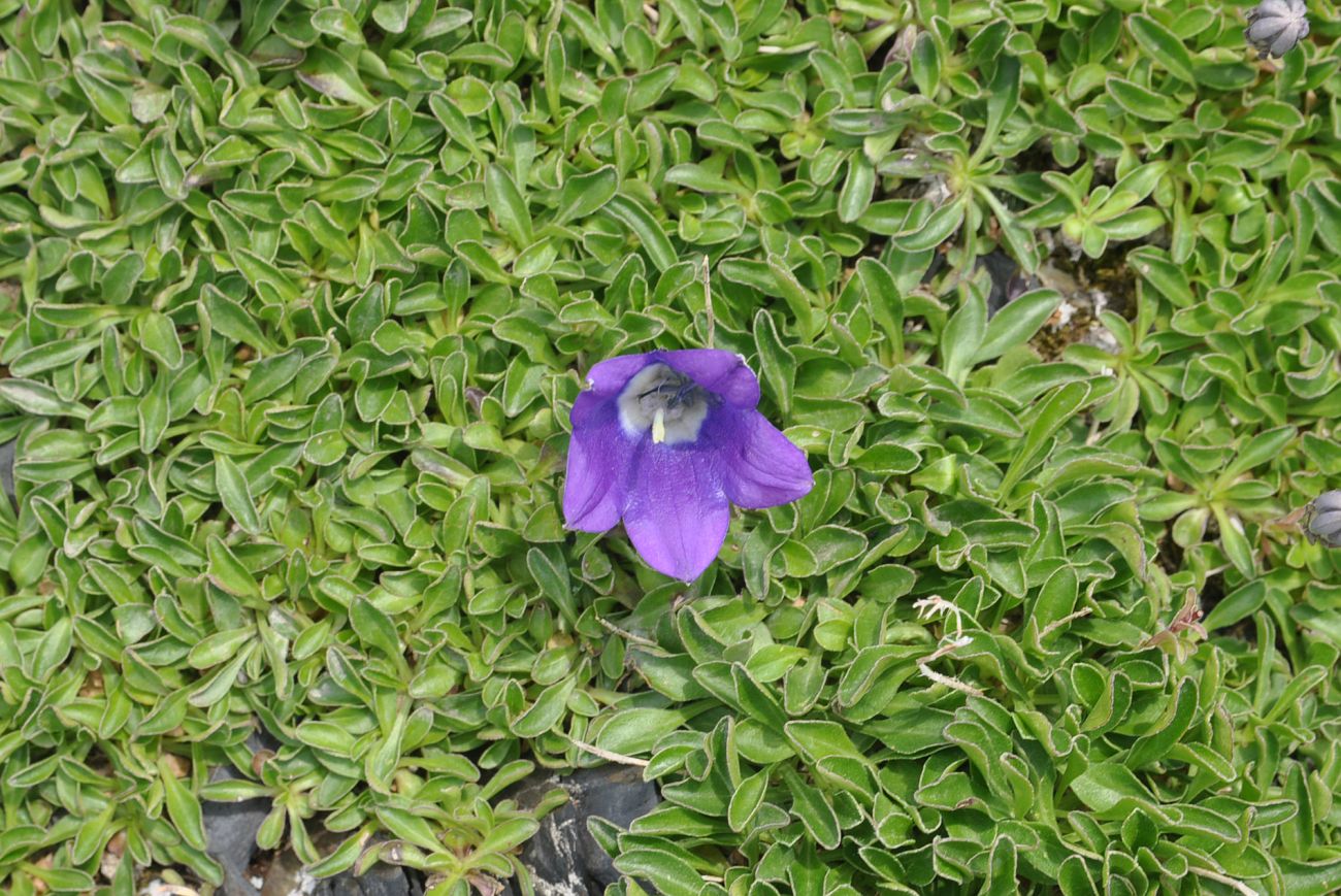 Изображение особи Campanula saxifraga.