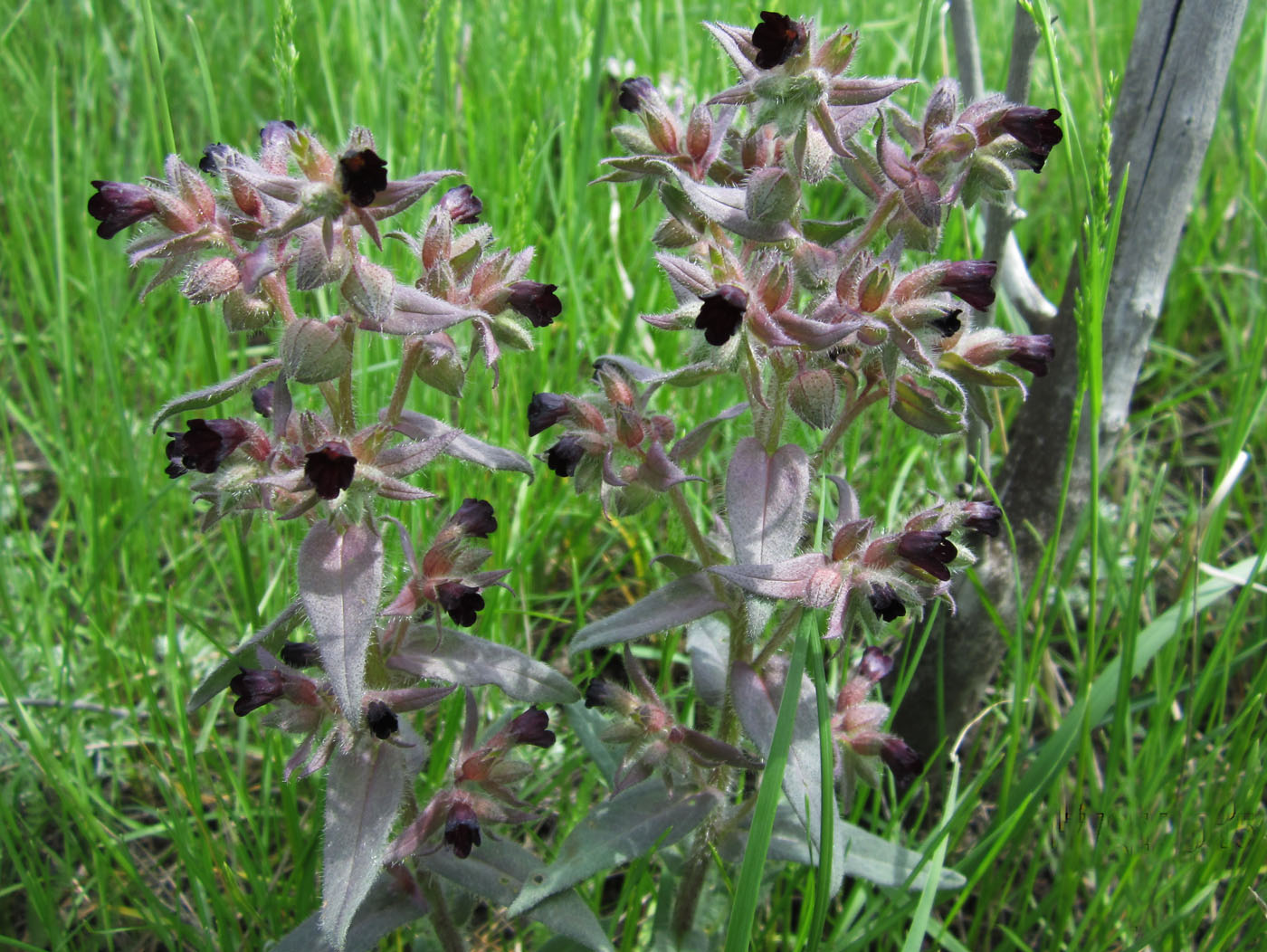 Image of Nonea rossica specimen.