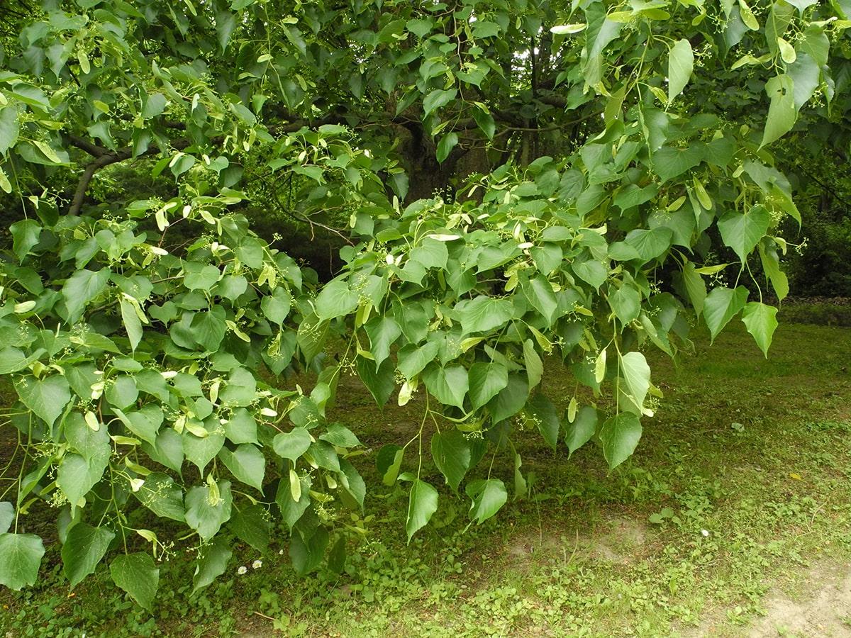 Image of Tilia amurensis specimen.