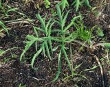 Heracleum sibiricum