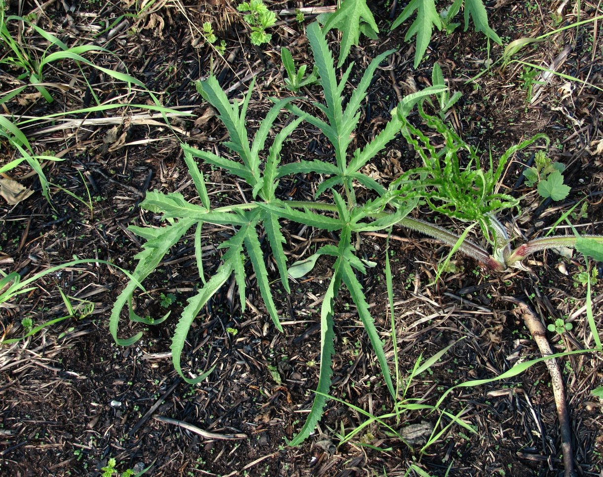 Изображение особи Heracleum sibiricum.