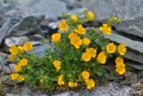 Potentilla gelida