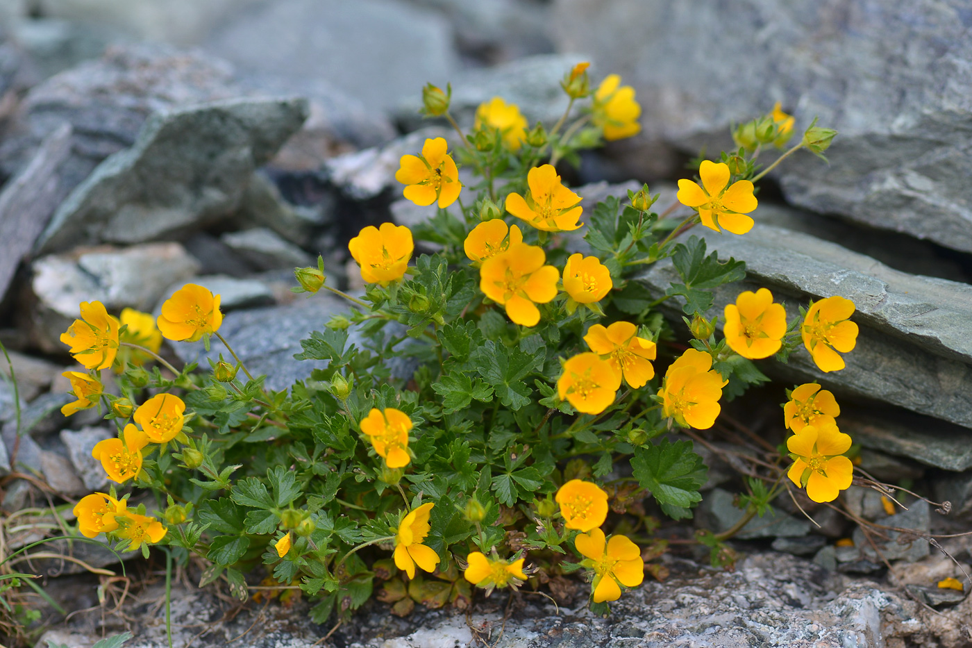 Изображение особи Potentilla gelida.