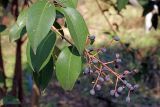 Ligustrum lucidum