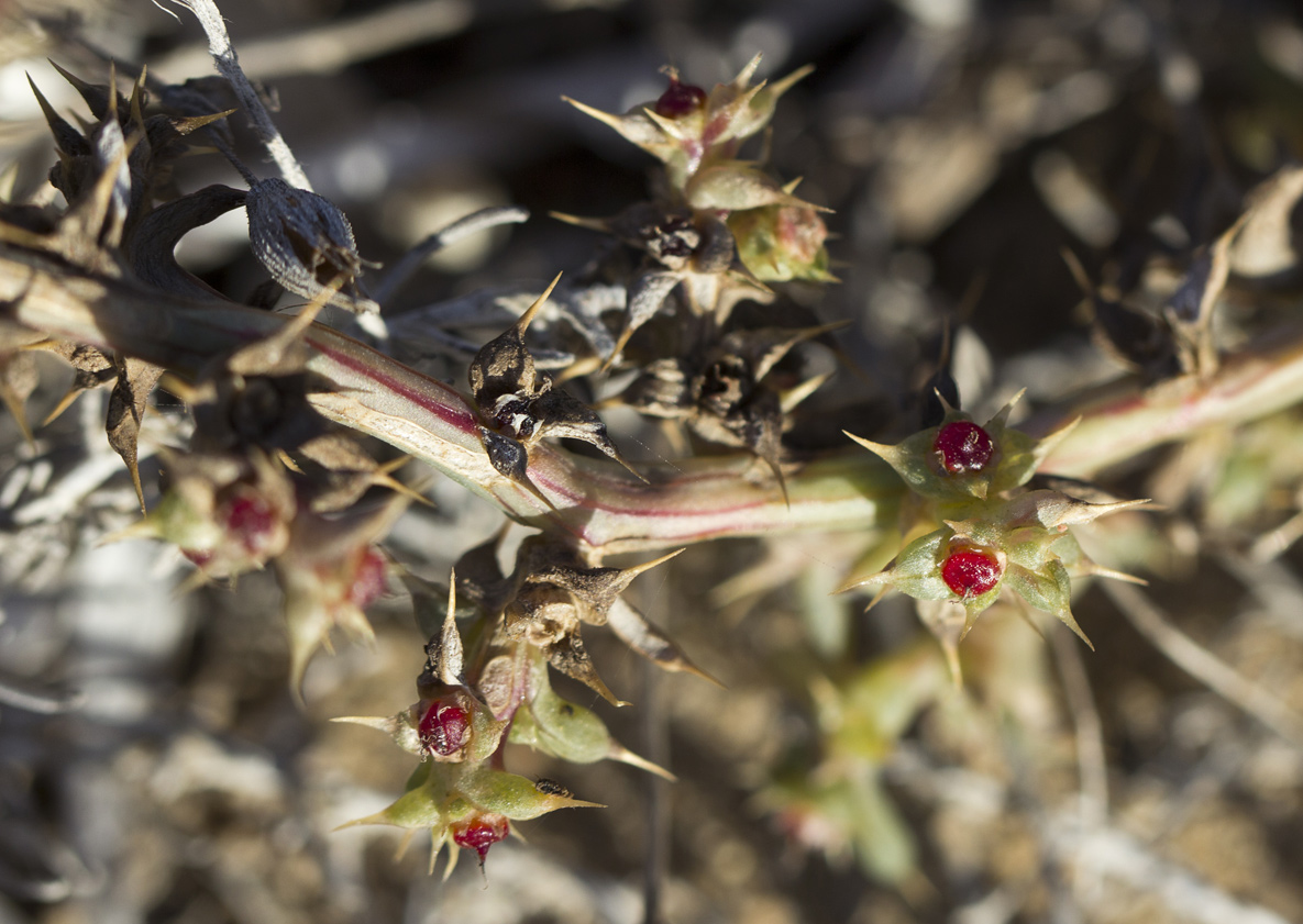 Image of Salsola pontica specimen.