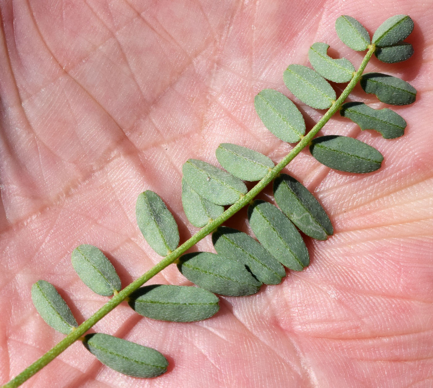 Изображение особи Astragalus vicarius.