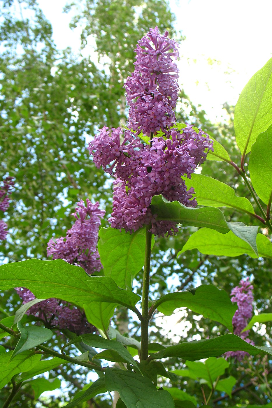 Image of Syringa josikaea specimen.