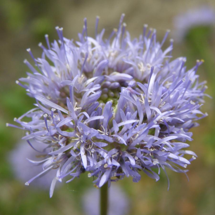 Image of Jasione montana specimen.