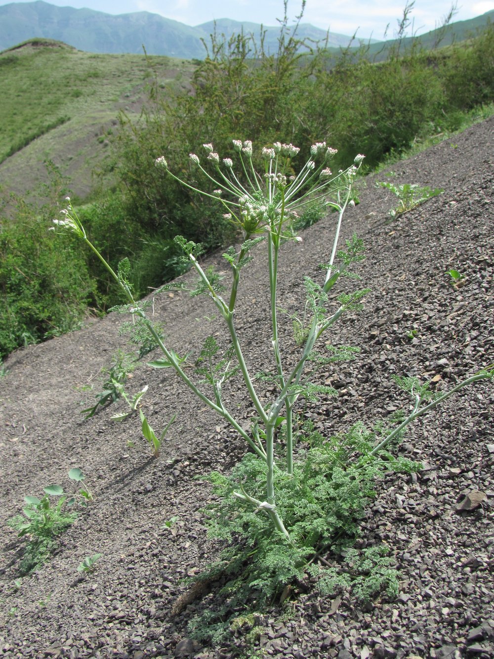 Изображение особи Astrodaucus orientalis.