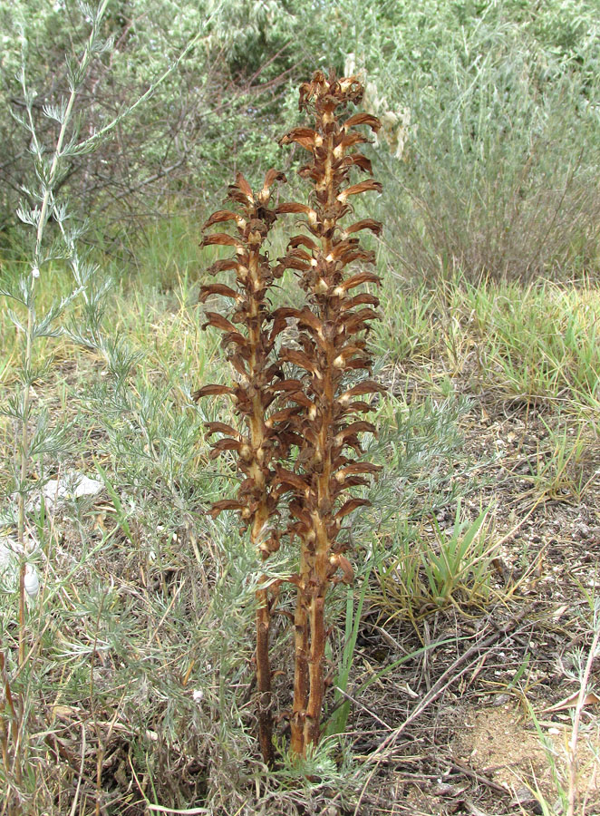 Image of Phelipanche arenaria specimen.