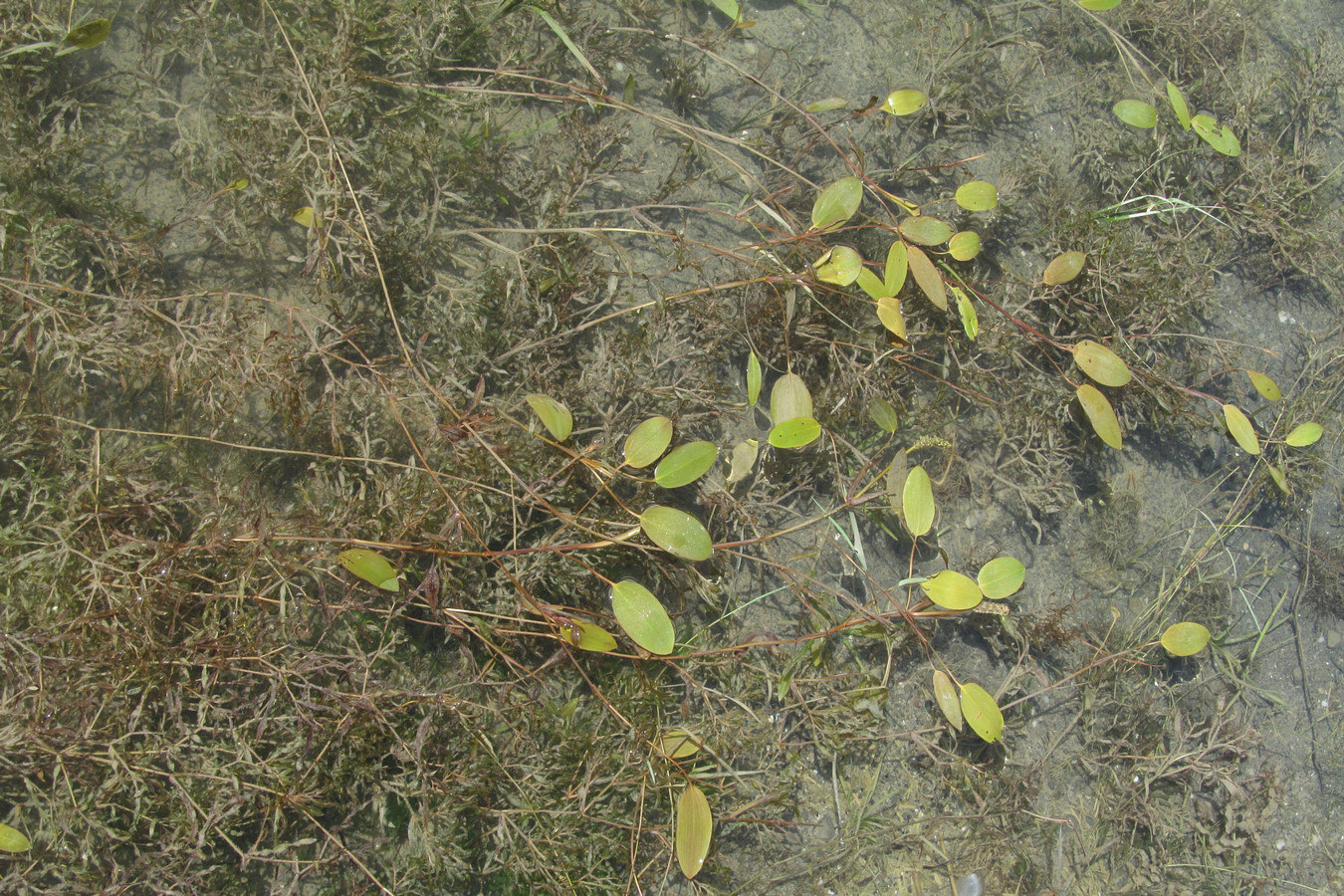 Image of Potamogeton biformis specimen.