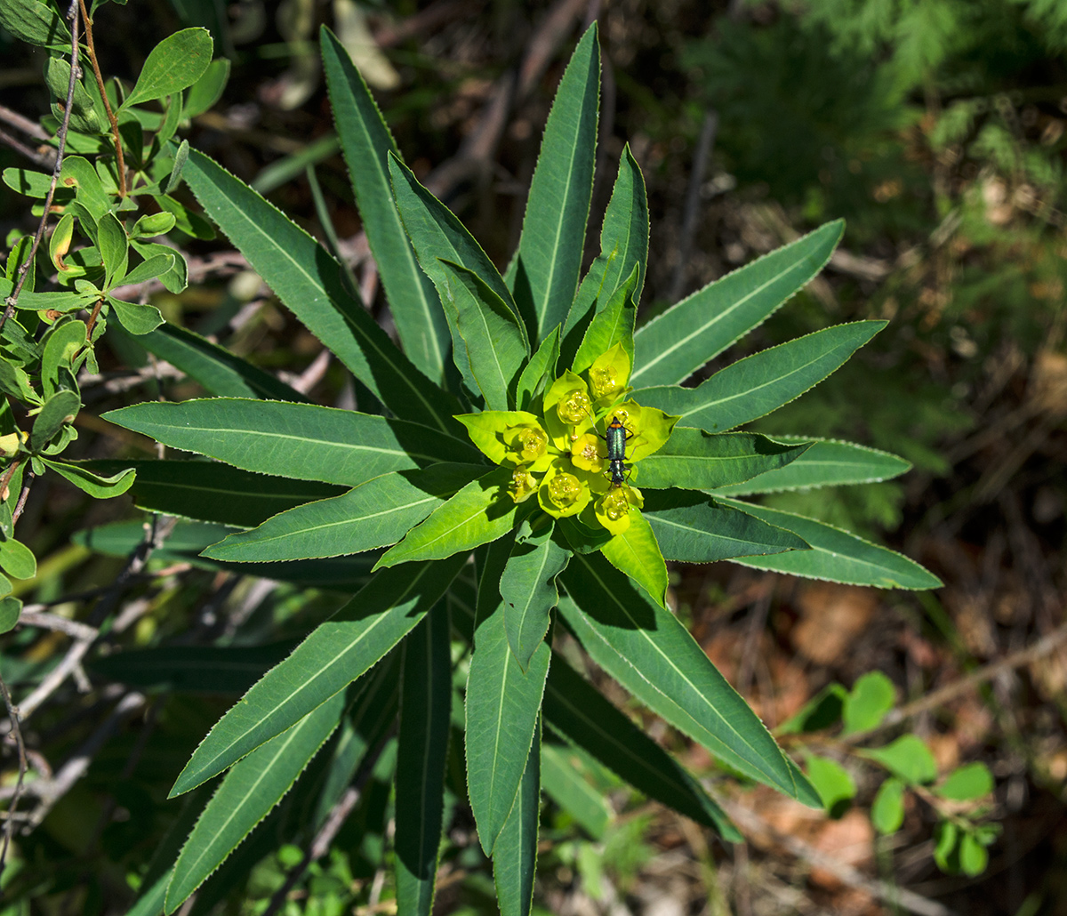 Изображение особи Euphorbia semivillosa.