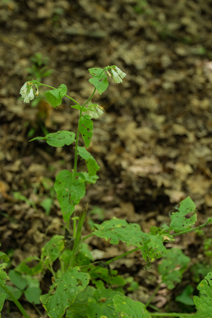 Image of Symphytum tauricum specimen.