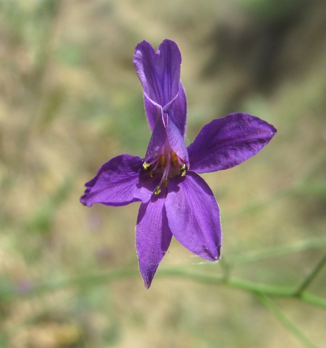 Image of Delphinium divaricatum specimen.