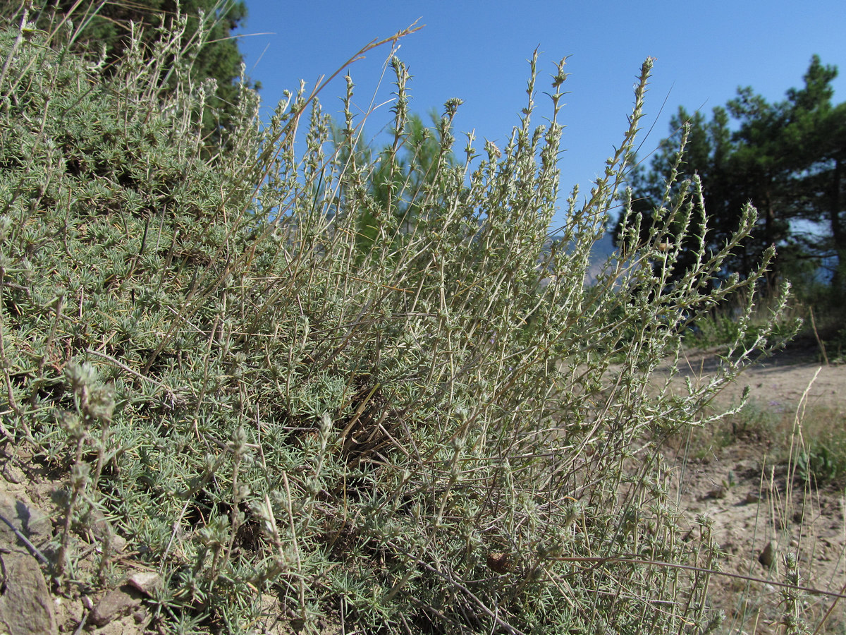 Image of Camphorosma monspeliaca specimen.