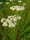 род Achillea