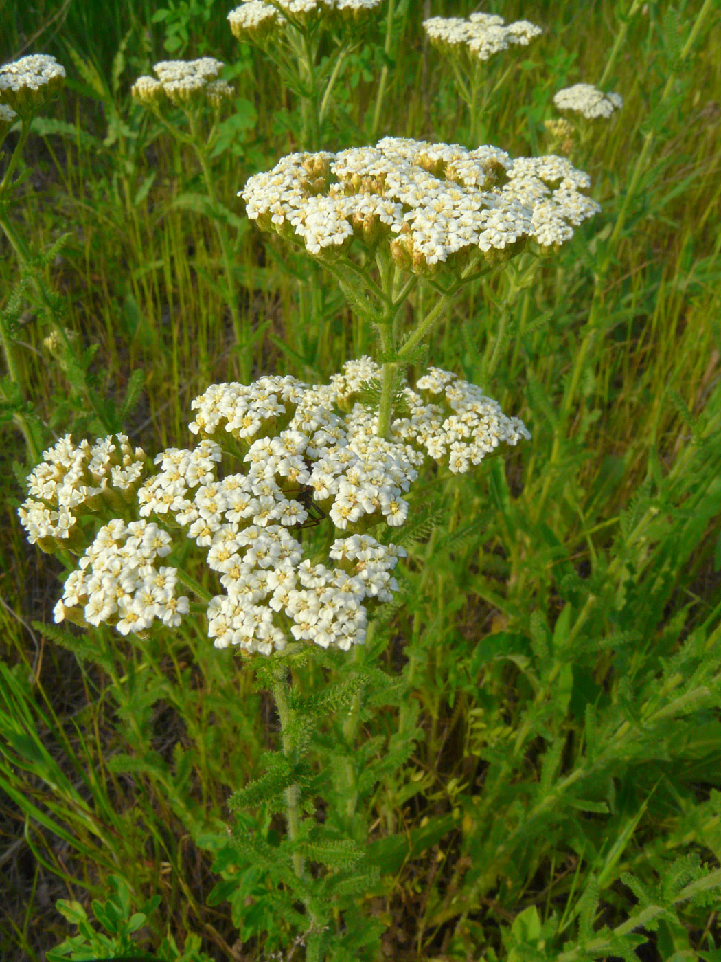 Изображение особи род Achillea.