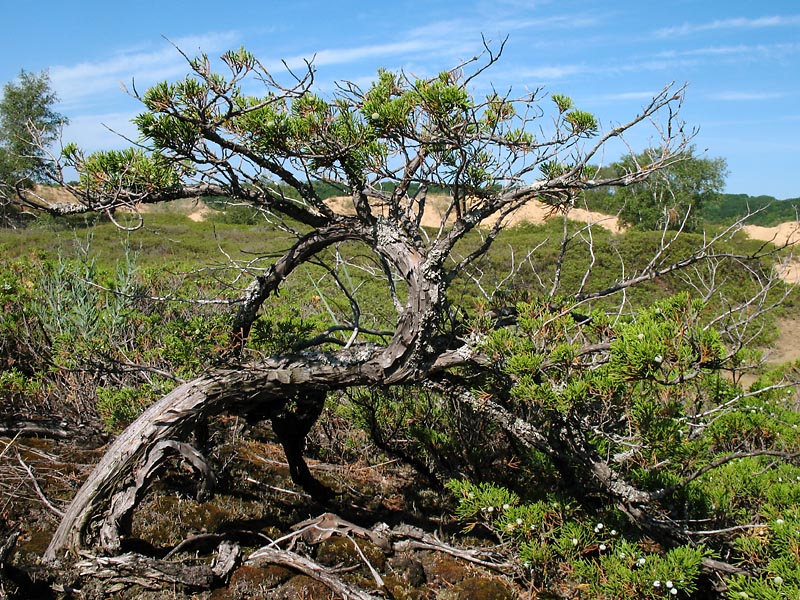 Image of Juniperus sabina specimen.
