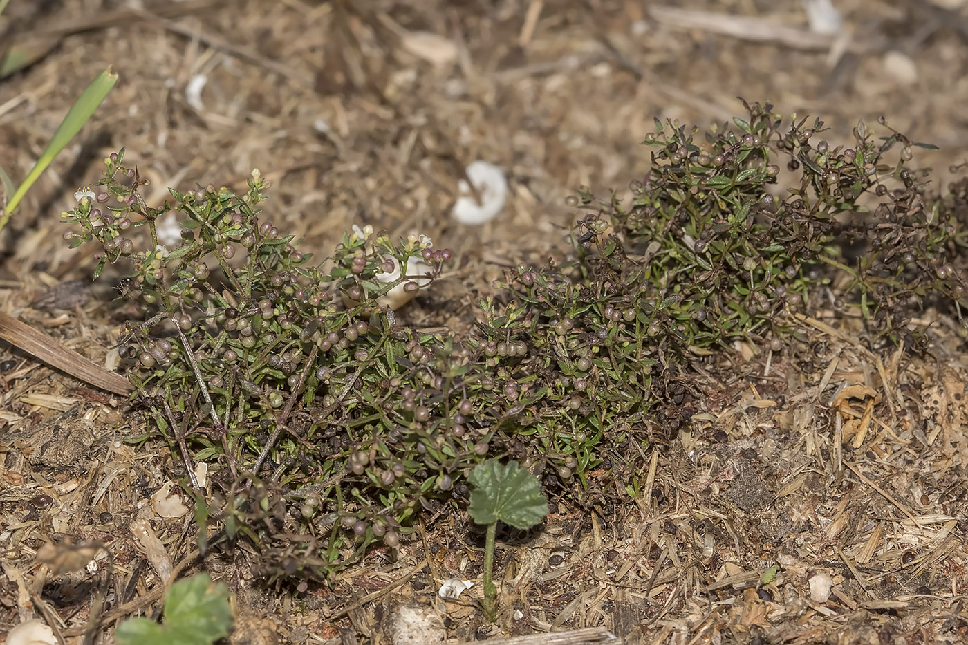 Изображение особи Galium humifusum.