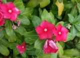 Catharanthus roseus