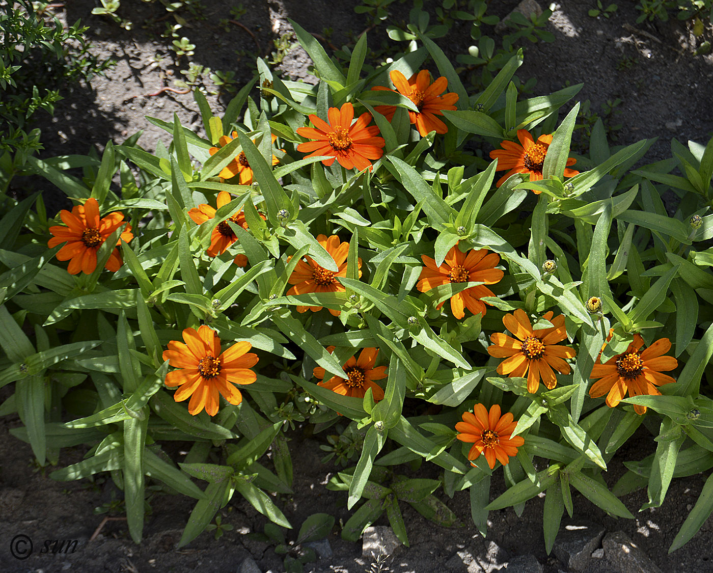 Image of Zinnia angustifolia specimen.