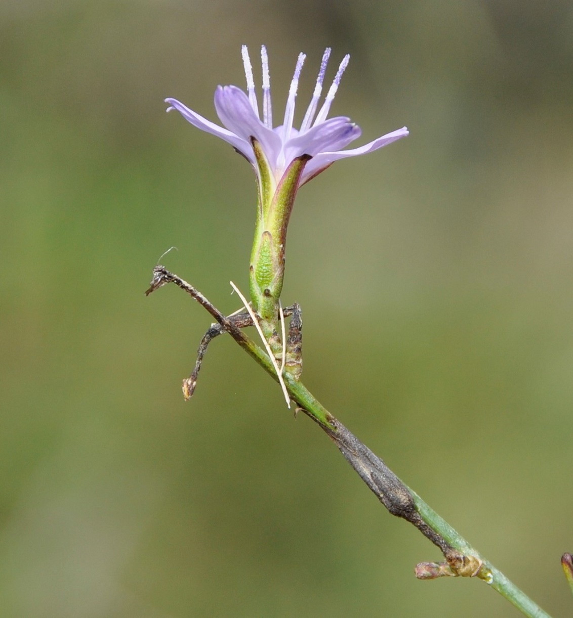 Image of Astartoseris triquetra specimen.