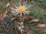 Carlina intermedia