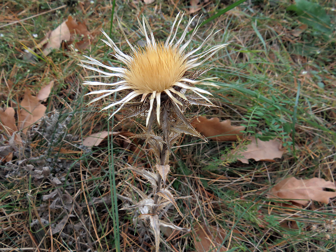 Изображение особи Carlina intermedia.
