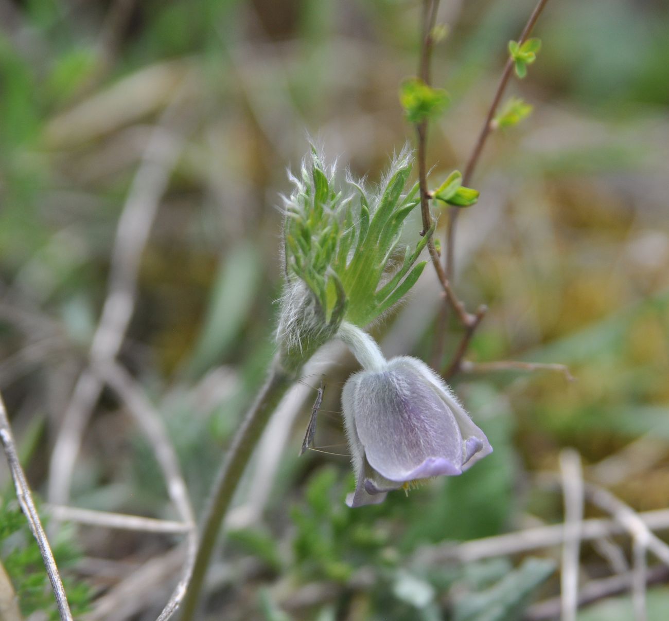 Изображение особи Pulsatilla violacea.