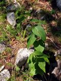 Vincetoxicum hirundinaria. Плодоносящее растение. Сербия, национальный парк Тара, плоскогорье Равна Тара, опушка смешанного леса. 08.07.2019.