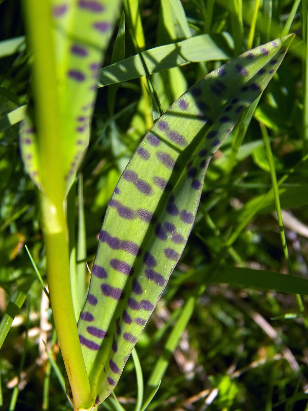 Image of Dactylorhiza fuchsii specimen.