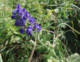 Aconitum sachalinense