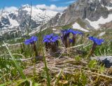 Gentiana dshimilensis. Цветущие растения. Адыгея, Кавказский биосферный заповедник, гора Гузерипль, ≈ 2100 м н.у.м., в задернованной расщелине скалы. 12.06.2016.