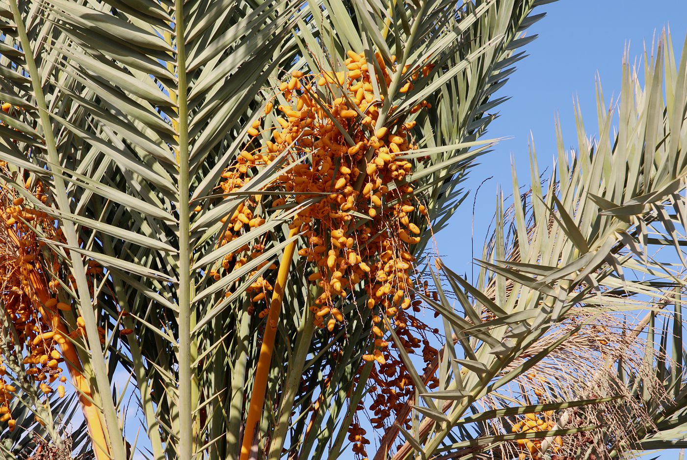 Image of Phoenix dactylifera specimen.