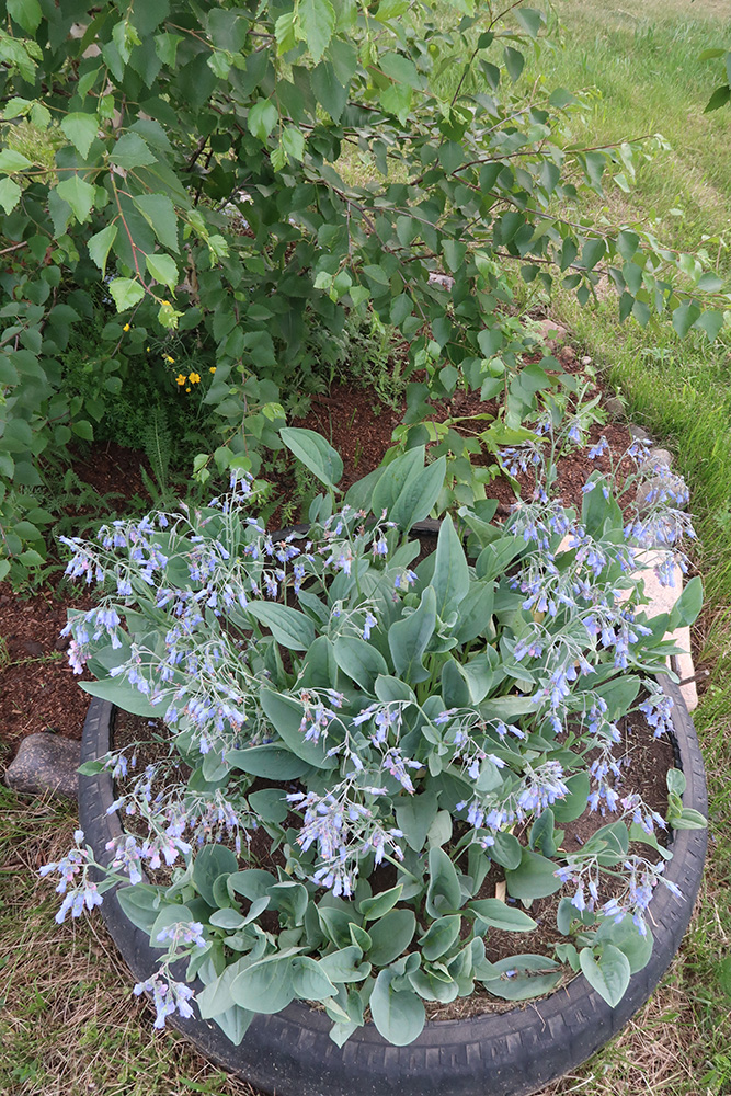 Изображение особи Mertensia sibirica.