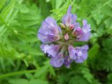 Astragalus danicus