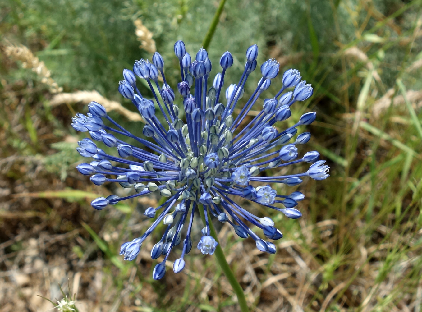 Image of Allium caeruleum specimen.