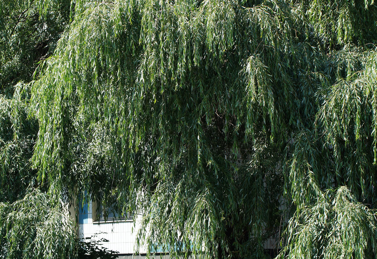 Image of genus Salix specimen.