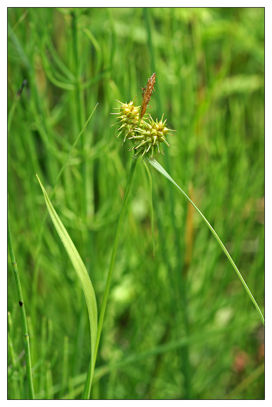 Изображение особи Carex flava.