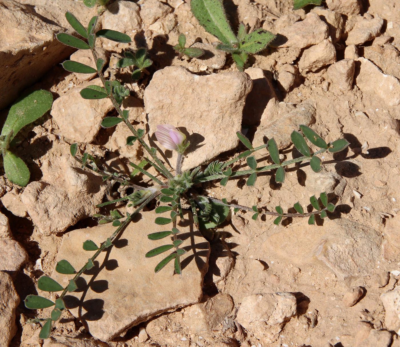 Image of Onobrychis crista-galli specimen.