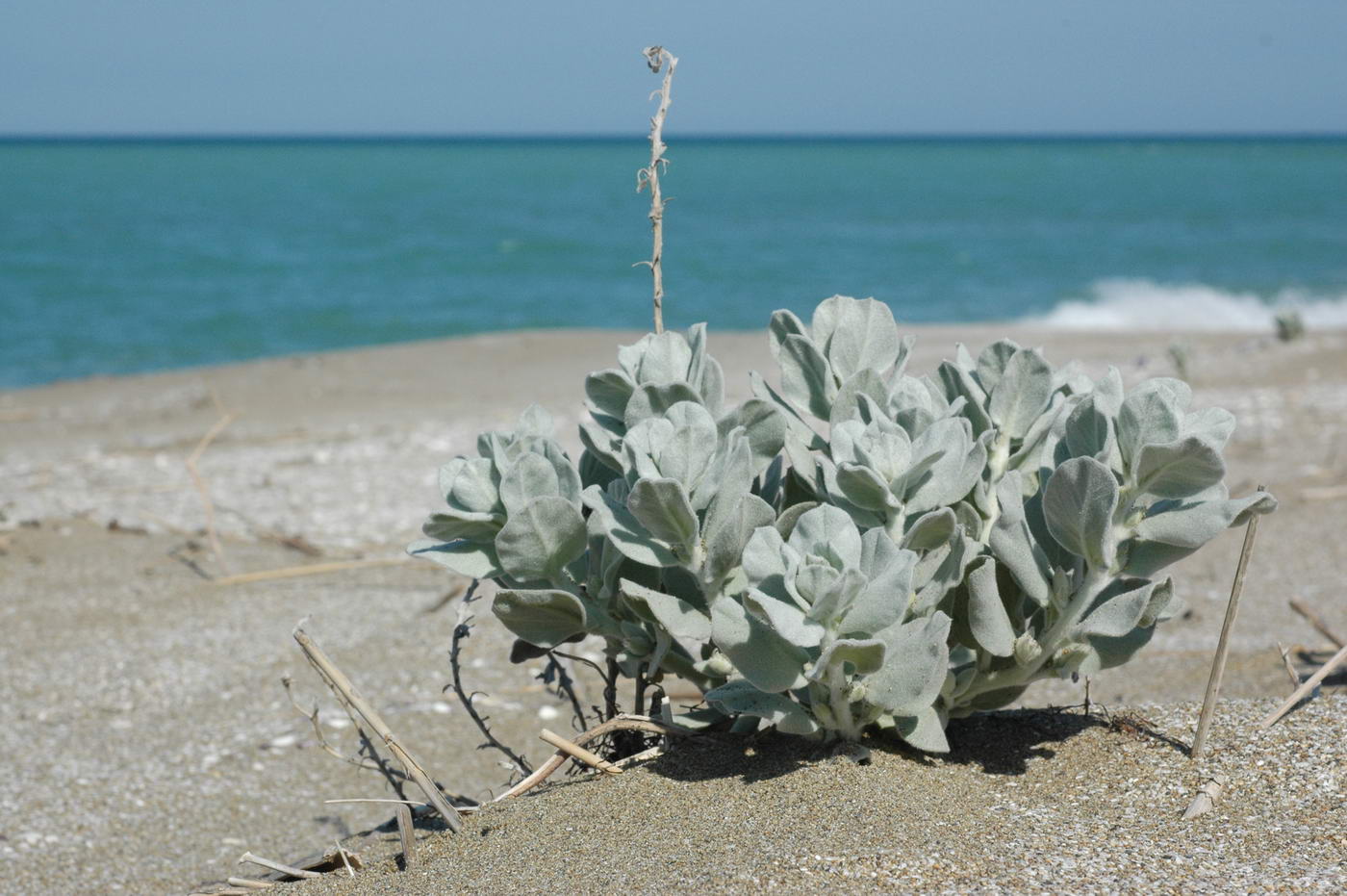 Image of Convolvulus persicus specimen.