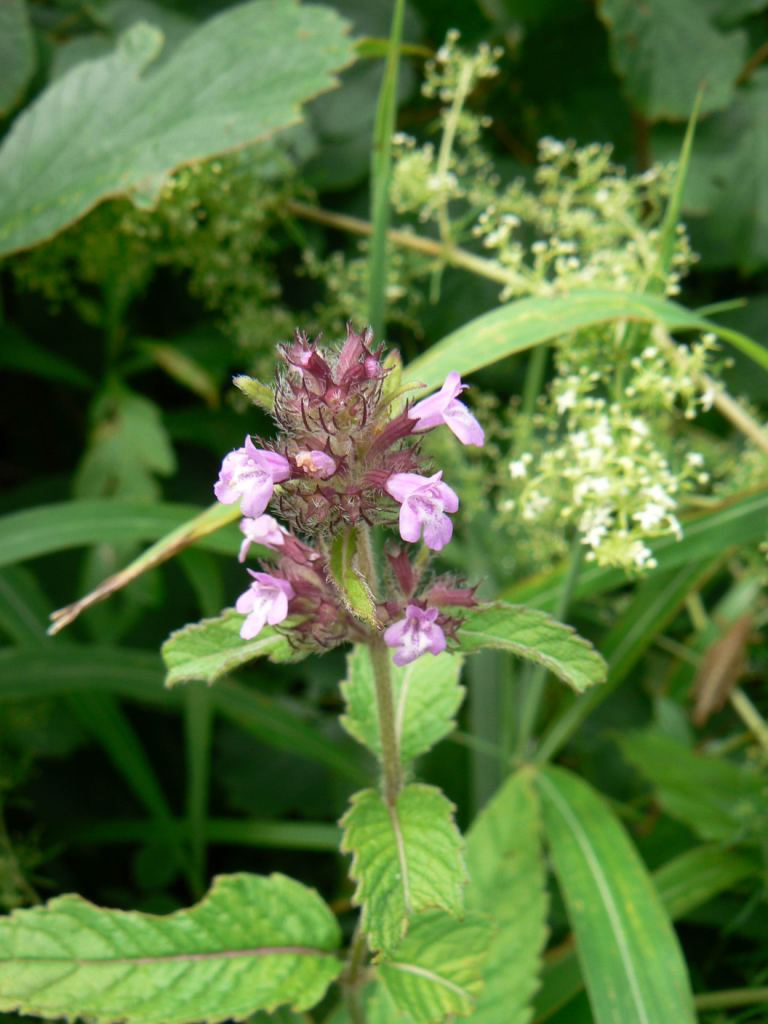 Image of Clinopodium chinense specimen.