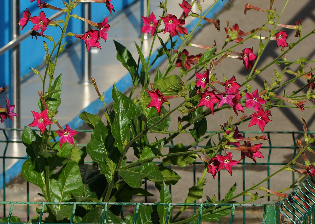 Image of Nicotiana alata specimen.