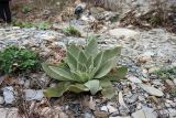 Verbascum thapsus