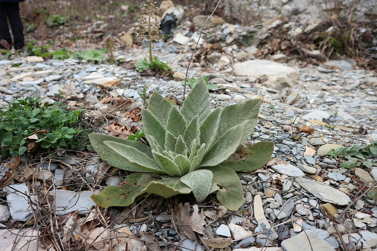 Изображение особи Verbascum thapsus.